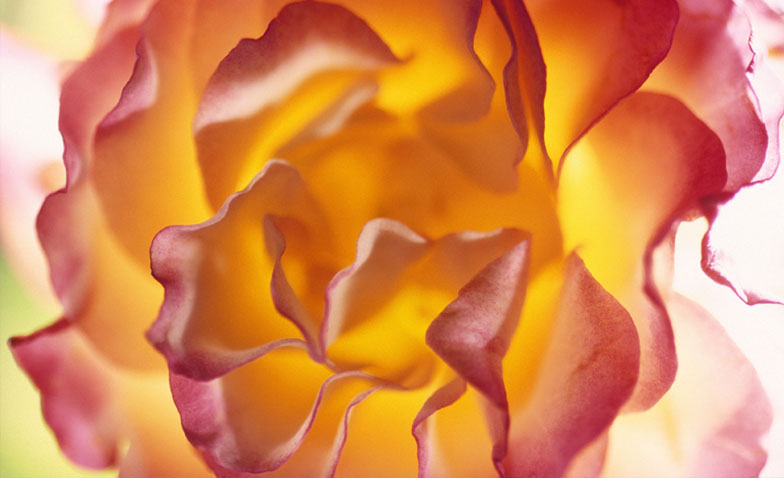 fleur